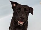 Adopt River a Black Labrador Retriever / Mixed dog in Woodbury, MN (41426007)
