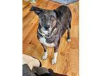 Adopt Indy 2619 a Brindle Cattle Dog / German Shepherd Dog / Mixed dog in