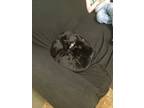 Adopt Black2 a All Black American Shorthair / Mixed (short coat) cat in Austin