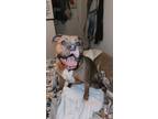 Adopt Kiara a Brown/Chocolate Bull Terrier / Mixed dog in Clearlake