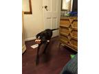 Adopt Destiny a Black Labrador Retriever / Mixed dog in Cedarville