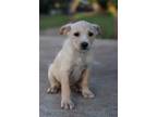 Adopt Blair a Tan/Yellow/Fawn Chiweenie / Miniature Poodle / Mixed dog in San