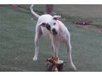 Adopt Nancy a White - with Black Poodle (Standard) / Terrier (Unknown Type