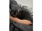 Adopt Casper a Black (Mostly) Domestic Mediumhair / Mixed (medium coat) cat in
