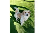Adopt Willy a Tan/Yellow/Fawn - with White Papillon / King Charles Spaniel /