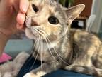 Adopt JJ a Calico or Dilute Calico Domestic Shorthair / Mixed (short coat) cat