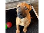 Adopt Hank a Mixed Breed (Medium) / Mixed dog in Rancho Santa Fe, CA (41425953)