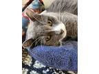 Adopt Thomas a Gray or Blue Domestic Shorthair (short coat) cat in Stockton