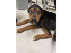 Adopt Mac a Black Rottweiler / Labrador Retriever / Mixed dog in Irving
