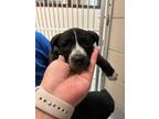 Adopt Maeve a Black Labrador Retriever / Mixed dog in Irving, TX (41414567)