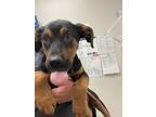 Adopt Mrs. Foster a Black Rottweiler / Labrador Retriever / Mixed dog in Irving