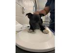 Adopt Margot a Black Labrador Retriever / Mixed dog in Irving, TX (41414564)