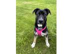 Adopt Kiwi a Black German Shepherd Dog / Mixed dog in Lindsay, ON (41163228)