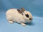 Adopt Tord a White Satin / Mixed (short coat) rabbit in Golden Valley
