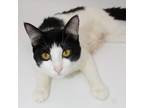 Adopt Coco a White Domestic Shorthair cat in Martensdale, IA (41425946)