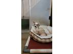 Adopt Molly a White - with Tan, Yellow or Fawn Chiweenie / Mixed dog in Wever