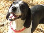 Adopt Katie been patiently waiting! a White - with Black German Shorthaired