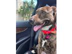 Adopt Daisy a Brindle - with White Pit Bull Terrier / Terrier (Unknown Type