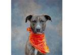 Adopt Daisy a Brindle - with White Pit Bull Terrier / Terrier (Unknown Type