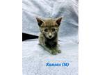 Adopt Kansas a Gray or Blue Domestic Shorthair / Domestic Shorthair / Mixed cat