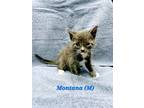 Adopt Montana a Gray or Blue Domestic Shorthair / Domestic Shorthair / Mixed cat