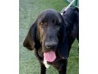Adopt Milly a Black - with White Bloodhound / Mixed dog in Canoga Park