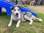 Adopt OZZY a Black Siberian Husky / Australian Shepherd / Mixed dog in Tustin