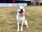 Adopt NOVA a White Siberian Husky / Australian Shepherd / Mixed dog in Tustin