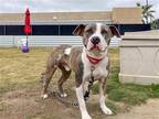 Adopt DUCK a Gray/Blue/Silver/Salt & Pepper Pit Bull Terrier / Mixed dog in