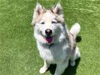 Adopt NANOOK a Siberian Husky / Mixed dog in Tustin, CA (41396260)