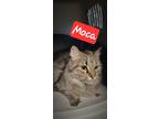 Adopt Moca a Domestic Shorthair / Mixed cat in Perry, GA (41425868)