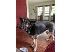 Adopt Hera a Black - with Tan, Yellow or Fawn German Shepherd Dog / Mixed dog in