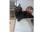 Adopt Kyoka a Domestic Mediumhair cat in Roanoke, VA (41424910)