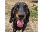 Adopt Bailey a Black and Tan Coonhound dog in Yankton, SD (41425865)