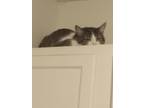 Adopt Hope a White (Mostly) American Shorthair / Mixed (short coat) cat in