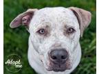 Adopt Loki a White - with Gray or Silver Pit Bull Terrier / Labrador Retriever /