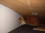 Adopt Jamise a Orange or Red American Curl / Mixed (short coat) cat in Austin