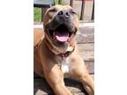 Adopt Raya a Tan/Yellow/Fawn - with White Black Mouth Cur / Mixed dog in Blaine