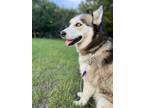 Adopt Roxxy a White - with Gray or Silver Husky / Mixed dog in Kyle