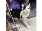 Adopt Tesla a Black & White or Tuxedo Domestic Shorthair (short coat) cat in