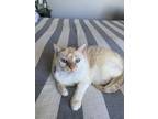 Adopt Loki a White (Mostly) Siamese / Mixed (medium coat) cat in Thornton