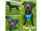 Adopt Dodger a Black Labrador Retriever / Mixed dog in Crawfordsville