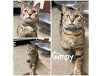 Adopt Gimpy a Brown Tabby Domestic Shorthair / Mixed Breed (Medium) / Mixed