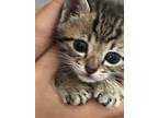 Adopt Boba a Spotted Tabby/Leopard Spotted American Shorthair / Mixed (medium