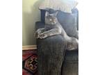 Adopt Smokey/Bandit a Gray or Blue Chartreux / Mixed (medium coat) cat in