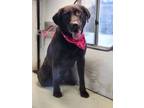 Adopt Duke a Brown/Chocolate Labrador Retriever / Mixed dog in Beaumont