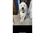 Adopt Hank a White Goldendoodle / Mixed dog in Wildwood, MO (39842296)