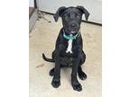 Adopt Cypress a Black - with White Labrador Retriever / Mixed dog in Royal Oak