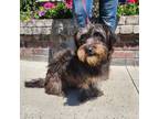 Adopt Arlo a Brown/Chocolate Dandie Dinmont Terrier dog in Lathrop