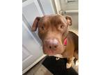 Adopt Amira a Brown/Chocolate American Pit Bull Terrier / Mixed dog in